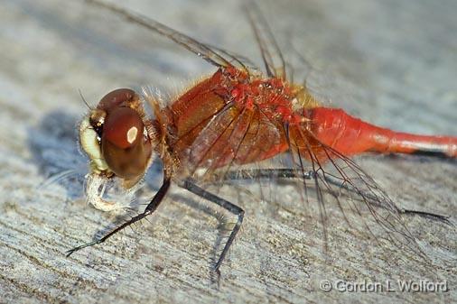 Dragonfly Chowing Down_50885-8.jpg - Photographed at the Ken Reid Conservation Area near Lindsay, Ontario, Canada.